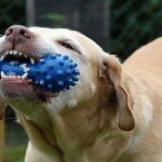 Teething Toys For Dogs