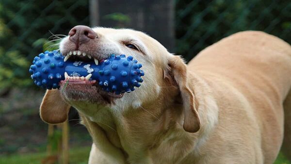 Teething Toys For Dogs